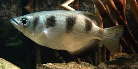  Archerfish! These Masterful Marksmen Launch Water Jets at Insects Above the Surface