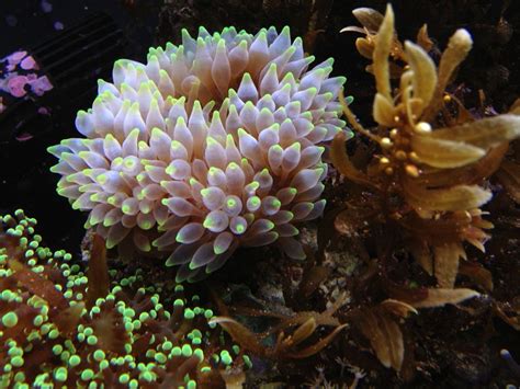 Bubble-Tip Anemone: An Invertebrate Masterpiece That Swims the Seas With its Tentacles as Elegant Sails!