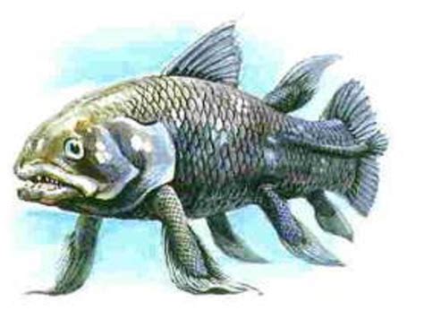  Coelacanth: This Ancient Fish With Lobes That Look Like Legs Was Thought To Be Extinct For Millions Of Years!