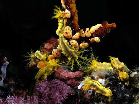  Filefish! These Shell-Dwelling Reef Inhabitants Possess an Unusual Defense Mechanism That Makes Them Seem More Like Land Animals