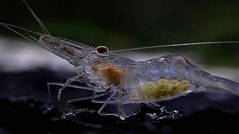  Ghost Shrimp: An Armored Creature with an Unexpected Taste for Decomposition!