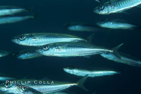  Jack Mackerel: A Strikingly Agile Predator Known for Its Unpredictable Schooling Behavior!