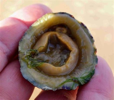  Limpet! A Sticky Situation for Sea Predators and Coastal Explorers Alike