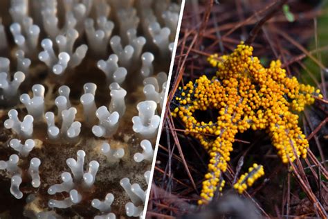 Myxomycete - A Glimpse into the Fascinating World of Slime Molds: Microscopic Wonders That Transform Food Into Movement!