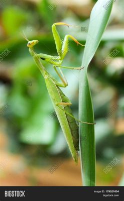  Praying Mantises: Masters of Camouflage Who Dance Before They Devour!