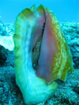  Queen Conch! A Deep Dive into the Enigmatic Shellfish of Coral Reefs