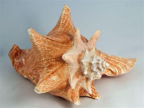 Queen Conch: A Remarkable Mollusc that Boasts Exceptional Shell Durability and Displays Intriguing Camouflage Abilities!