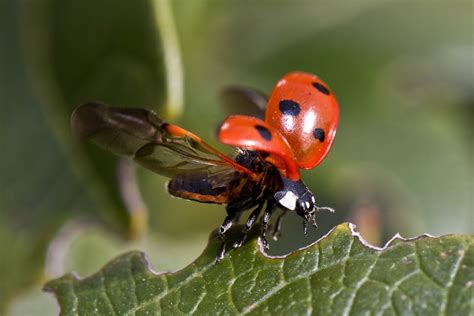  Swift: A Tiny Rocket With a Voracious Appetite For Airborne Insects!