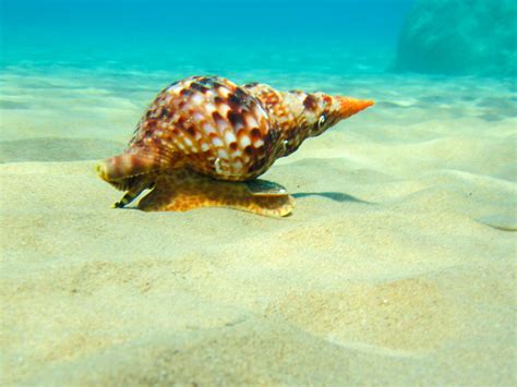 Triton Shellfish! A Carnivorous Mollusk That Uses Venom to Paralyze Its Prey