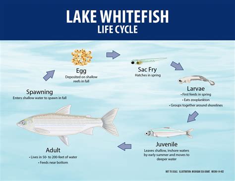  Whitefish! Discover the Fascinating Life Cycle and Quirky Habits of this Northern Freshwater Dweller