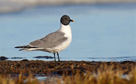  Xeme: A Bird That Looks Like It's Always Wearing a Mask!