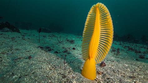 Yellow Sea Pen! A Striking Creature Exhibiting Stunning Coral Formations Under the Ocean Surface