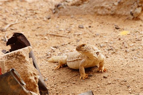  Zaoanemid Lizard: An Unexpected Master of Camouflage From Arid Deserts!