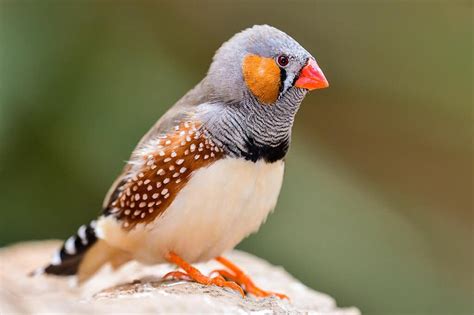  Zebra Finch: A Tiny Songbird With Feathers as Striking as Its Melody!