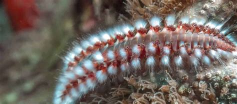 Amphidinid! Discover this fascinating bristle worm known for its unique feeding strategies and intricate burrowing habits.