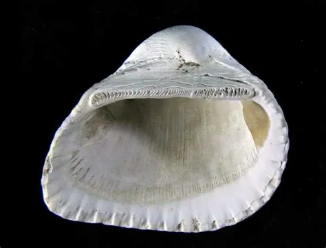  Ark Shell: Unveiling the Secrets of This Magnificent Bivalve with a Surprisingly Complex Social Life!