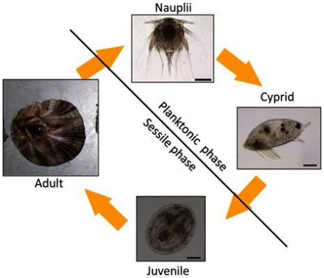  Barnacle: A Tiny Tenancious Traveler That Masters Both Sessile and Free-Swimming Life Stages!