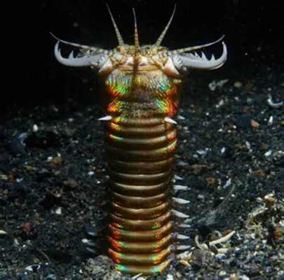  Bobbit Worm: Can This Carnivorous Marine Creature With Razor-Sharp Jaws Survive Out Of Water?