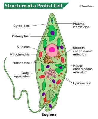  Chaos Chaos! This Single-Celled Protist Is So Bizarre, It Might Just Blow Your Mind