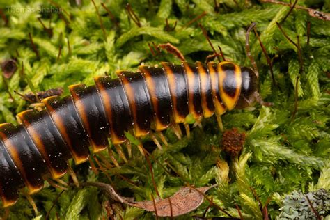  Cherry Millipede: Unearthing the Secrets of This Miniature Armored Wonder!