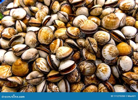 Cockle: A Shellfish Whose Filter Feeding Habits Make It a Vital Part of Intertidal Ecosystems!