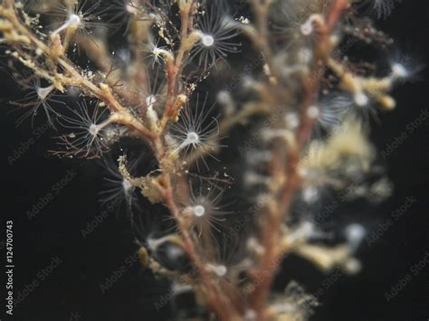  Eudendrium, A Beautiful Tentacled Polyp Colony Found In Shallow Coastal Waters!