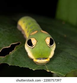 Eyelash Worm: A Master of Mimicry and Manipulation that Lurks in the Shadows!