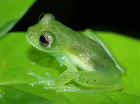 Glass Frogs: A Miniature Window to the Fascinating World of Nocturnal Tree Dwellers!