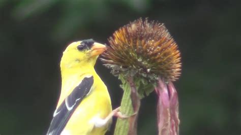  Goldfinch!  A Tiny Songbird With a Big Appetite for Seeds and an Even Bigger Personality