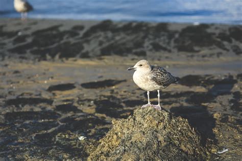  Gull! An Unexpected Masterpiece of Coastal Adaptation and Aerial Acrobatic Prowess