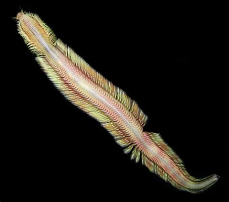  Jamaican Scale Worm: This Remarkable Deep-Sea Creature Possesses an Unconventional Method of Locomotion and A Striking Appearance!