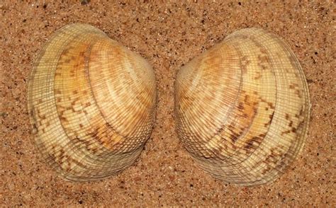 Japanese Littleneck Clam: Unearthing Delectable Secrets Beneath the Sandy Shores!