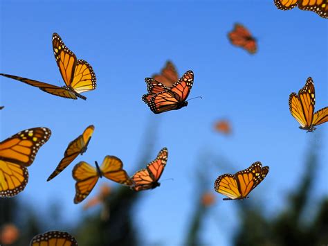 Monarchs! Those Majestic Butterflies Renowned for Their Epic Migrations