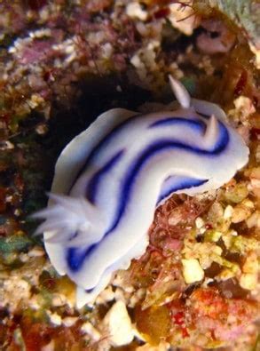  Nudibranch! These Colorful Sea Slugs Are Masters of Camouflage and Chemical Warfare