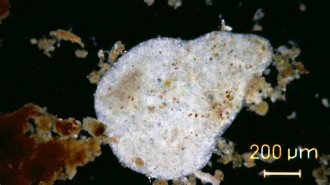  Pelomyxa! An Amoebozoan Giant Hiding in Plain Sight