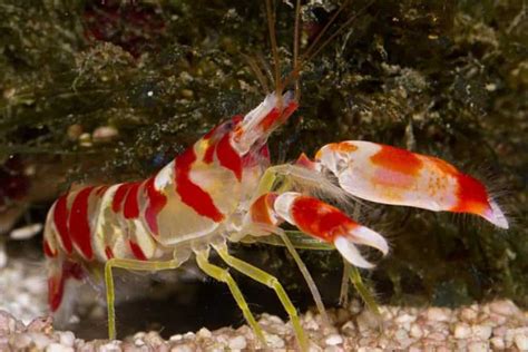 Pistol Shrimp -  Experience the Jaw-Dropping Explosive Sounds Made by These Tiny Crustaceans!