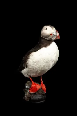  Puffin - A Bird of Exquisite Beauty Known for its Striking Black and White Plumage and Clumsy Waddling Gait!