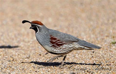 Quail! A Tiny Ground-Dwelling Bird with Extraordinary Camouflage Abilities for Its Environment!