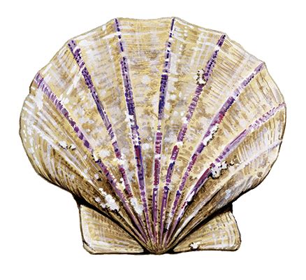  Queen Scallop: An Enigmatic Creature With a Royal Appetite and Shells So Exquisite They Could Rival Cleopatra’s Jewelry!