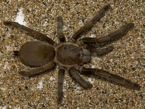  Queensland Whistling Spider! A Tiny Arachnid Capable Of Producing Audible Sounds