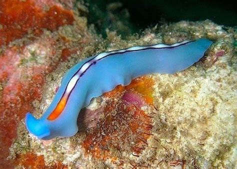  Umbrella Flatworm: An Unassuming Master of Regeneration and Aquatic Stealth!