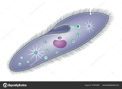  Uroleptus! A Glimpse into the Remarkable World of These Unicellular Ciliates