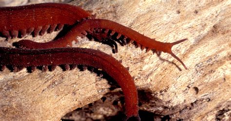  Velvet Worm! Unveiling the Secrets of This Exquisitely Colored Predator with a Strange, Ancient Lineage