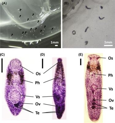 Vivax Trematode! A Blood-Sucking, Fish-Loving Parasite Lurking Within the Shadows of Freshwater Ecosystems