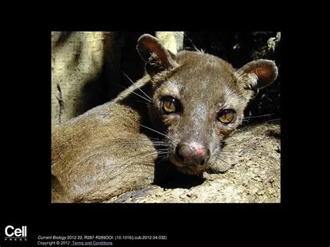  Xeme: This Elusive Rodent From Madagascar Is Known For Its Exceptional Burrowing Skills And Remarkably Adaptive Nature!