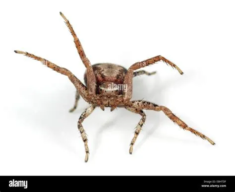  Xysticus! A Masterful Spider With Eight Legs and an Exquisite Appetite