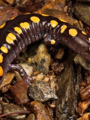 Yellow-Spotted Salamander:  Can This Vibrant Amphibian Navigate its Complex Life Cycle Without Getting Lost?