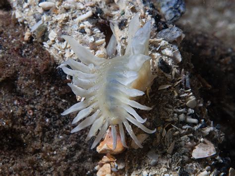  Zeuxis A Bottom-Dwelling Polychaete With Bristles That Look Like Tiny Swords