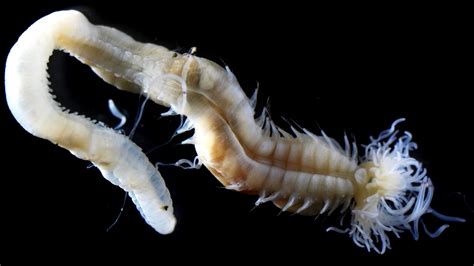 Zeuxis! A Marine Worm with Tiny Tentacles that Feed on Suspended Particles